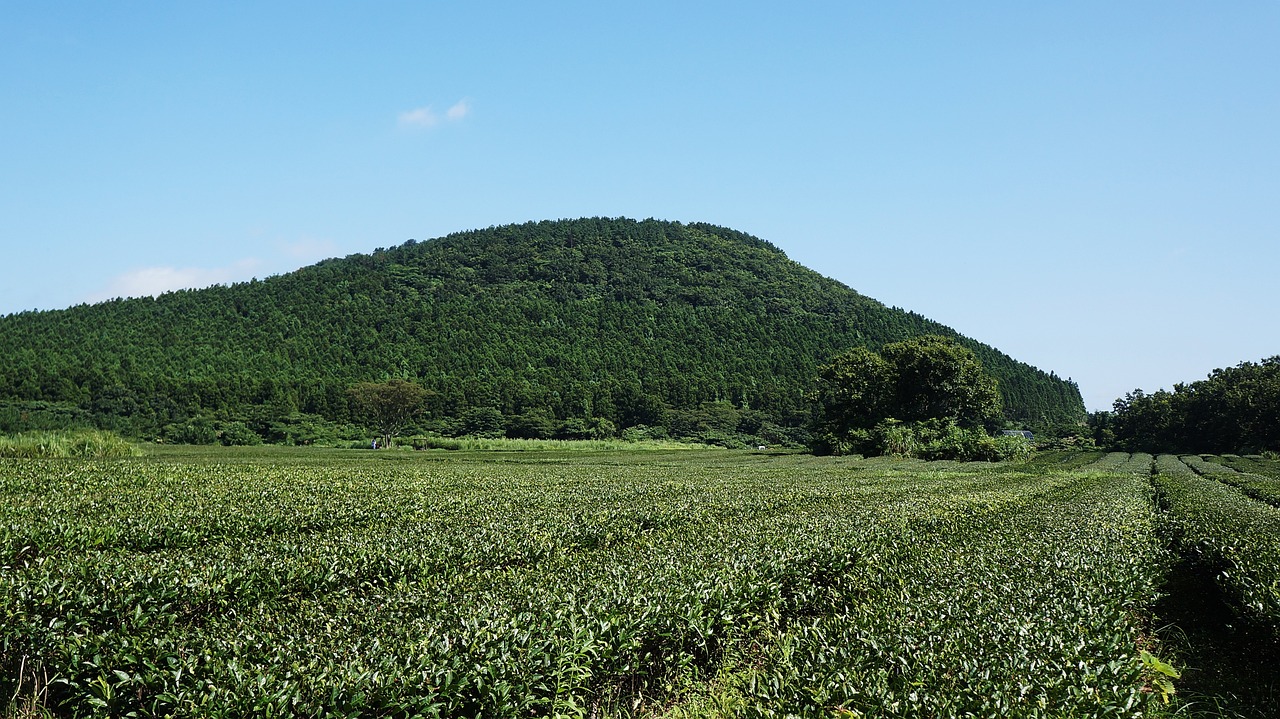 제주 당일치기 렌트