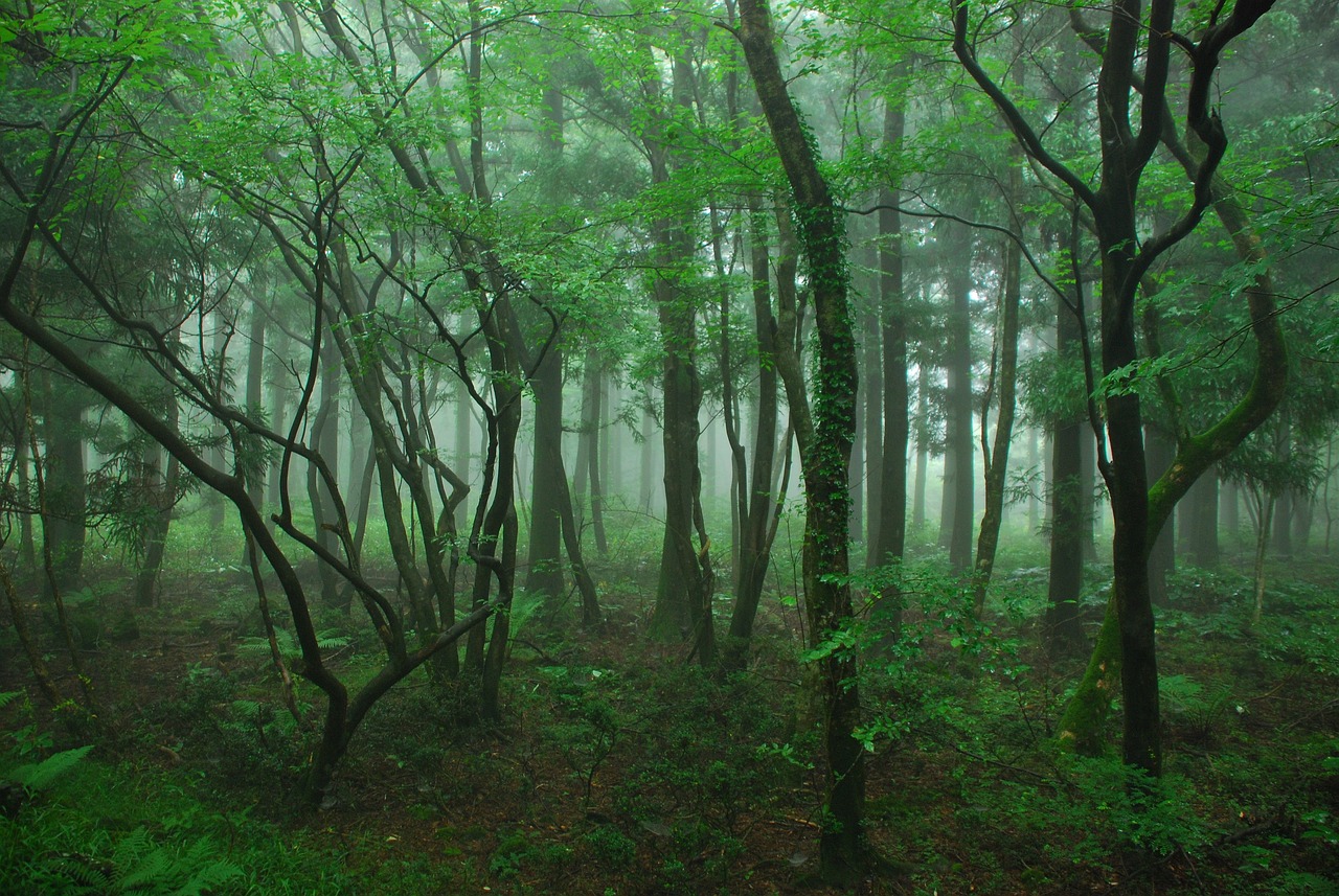 제주도 억새 시기